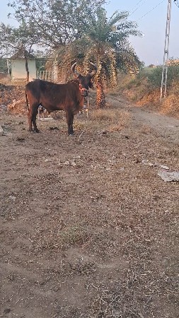 थंबनेल 2