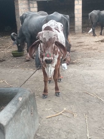 थंबनेल 2