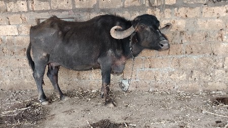 थंबनेल 3