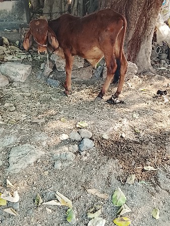 थंबनेल 3