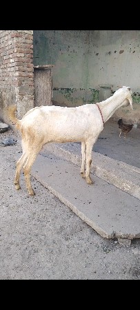 ગુલાબી બકરી
ગાભની છે દોઢ મહિના