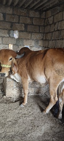 થંબનેલ 3