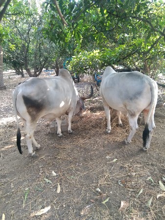 ગોધલા વેચવા ના છે