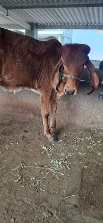 vachdi 1 varas ni he gir