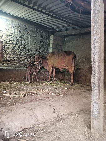 थंबनेल 3