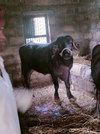 थंबनेल 3