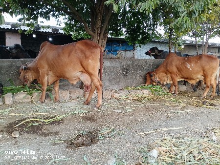 ગીર 
 બે ગાય વેચવા ની છે