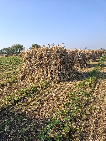 juvar ni niran vesavani se