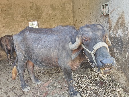 थंबनेल 3