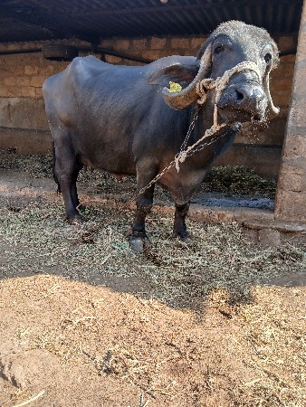 थंबनेल 3