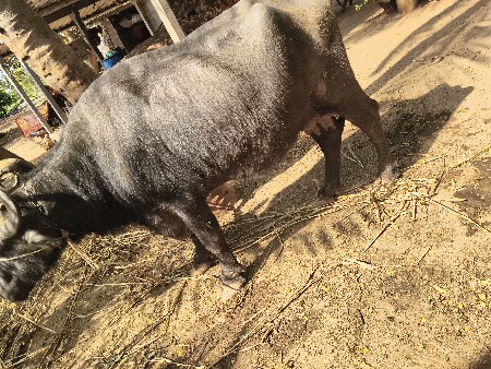 थंबनेल 3