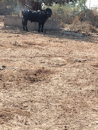 थंबनेल 2