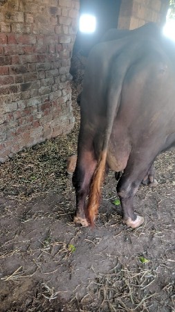 બે ભેંસો વેચાવશે