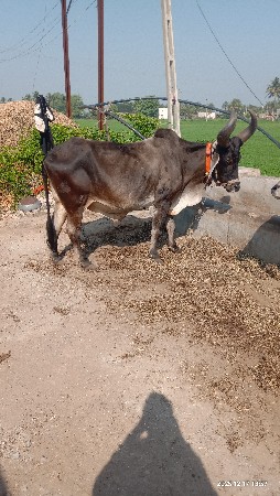 બળદ વેચવાના છે