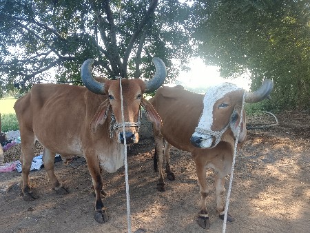 બળદ વેચવાના છે