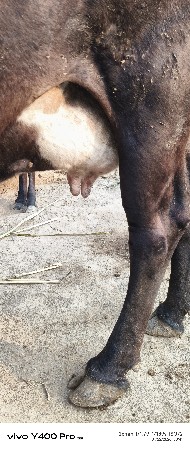 ત્રીજું વેતર વિયાશે