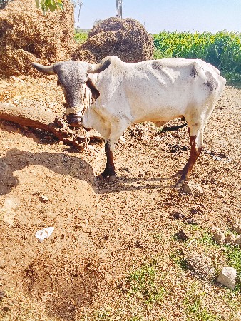 थंबनेल 3