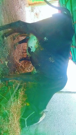 ગીર ક્રોસ હોડકી વેચવાની છે