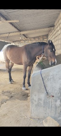 કીયાડી ઘોડી