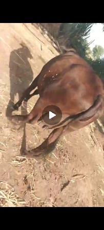 જરશી ક્રોસ બોડી સે