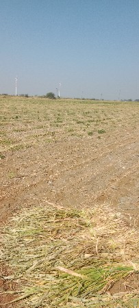 જુવાર ગુધરી વેચવાની