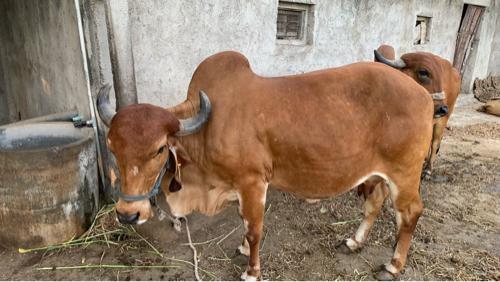 ગાય વેચવાની છે