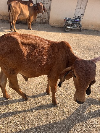 थंबनेल 2