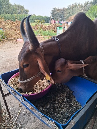 ગાય વેચવાની છે