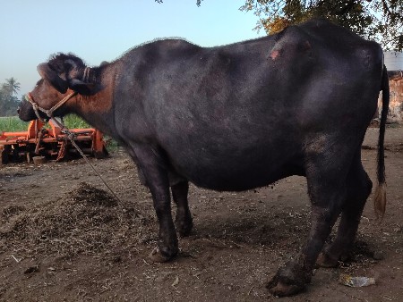 15 20 દી ની કાચી