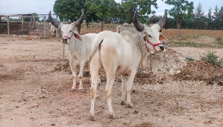 थंबनेल 3