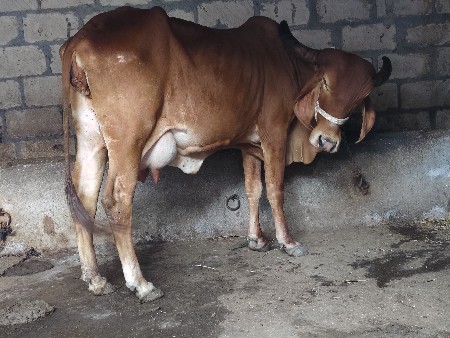 થંબનેલ 6