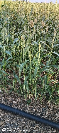 નિરણ વેચવા ની છે