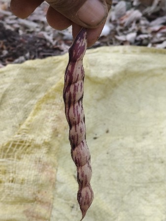 કેનીયા તુવેર ફાફડા શીંગ બીજ