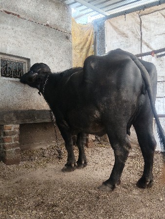 थंबनेल 3