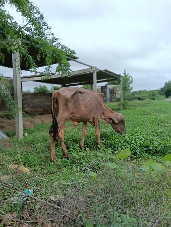 પારઠી ભેંસો લેવાની છે કોઈ પાસે