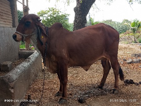 ગાય વેચવાની છે