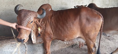 थंबनेल 3