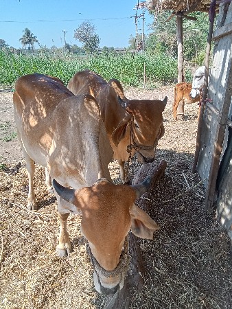 વેચવાના