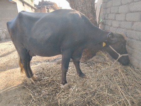 थंबनेल 2