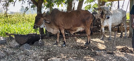 थंबनेल 3