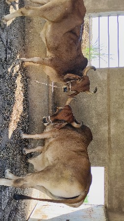 બળદ વેચવાના છે