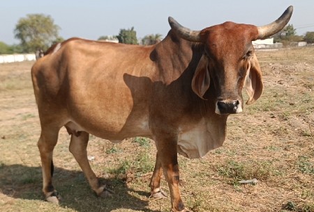 ગાય વેચવાની છે