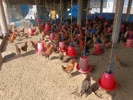 દેશી કુકડા  વેંચવા ના છે