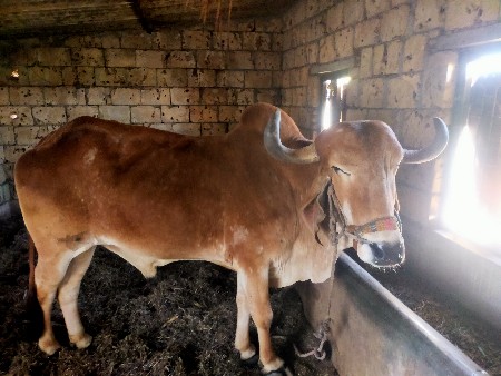 બળદ વેચવાનો છે