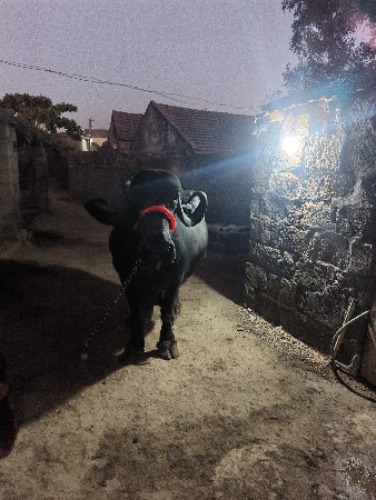 ભેંસ વેચવાની સે