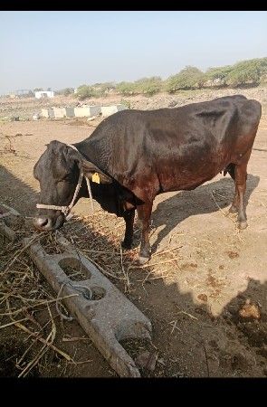 थंबनेल 3