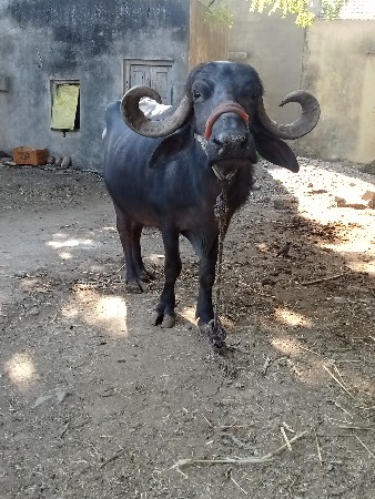 વેતર માં 2