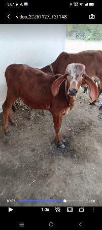 ઓરીજનલ ગીર વાછળી વેસવાની છે
5100