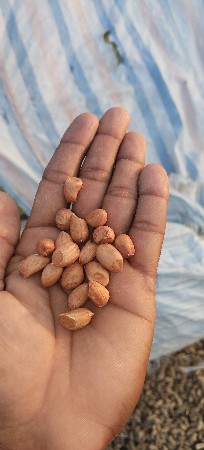 22 નંબર માંડવી દેવાની છે