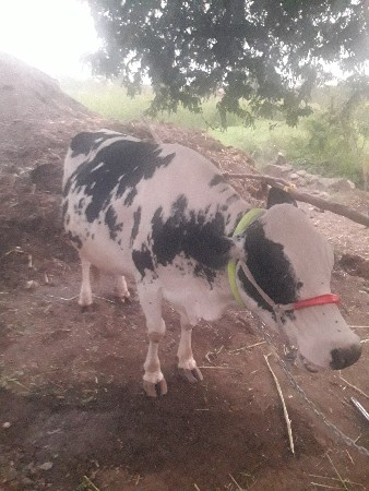 ગાય વેચવાની છે